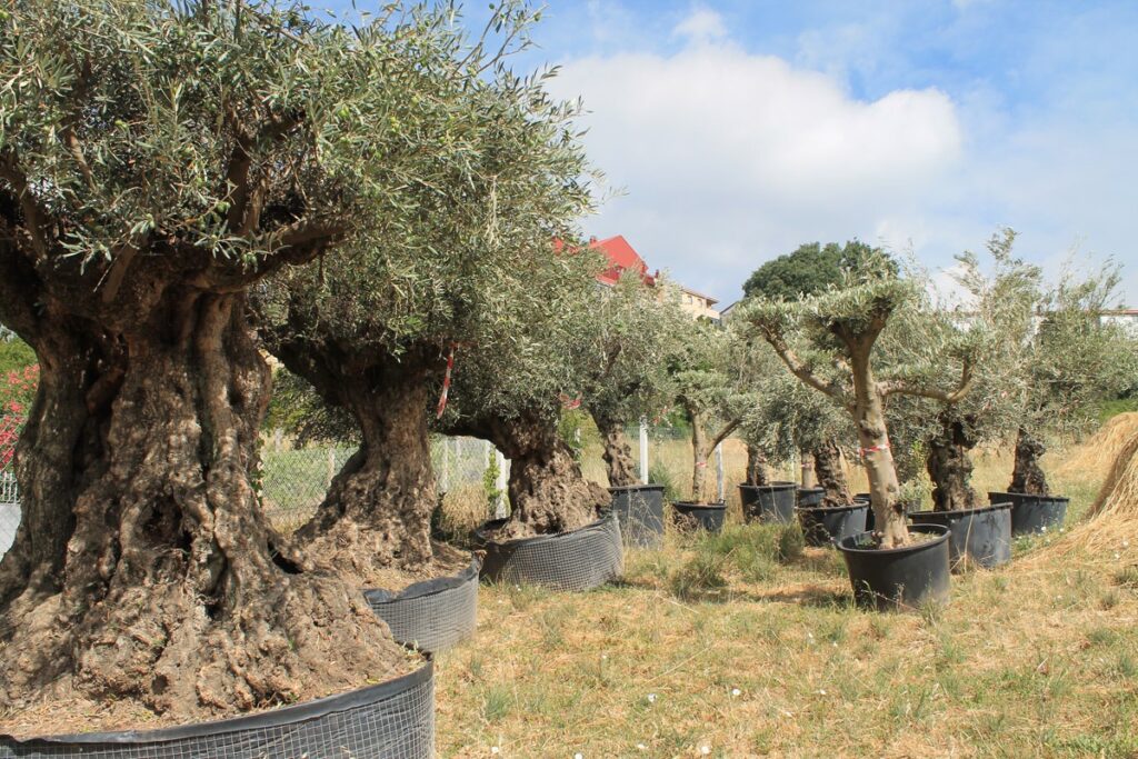 Siembra de olivos