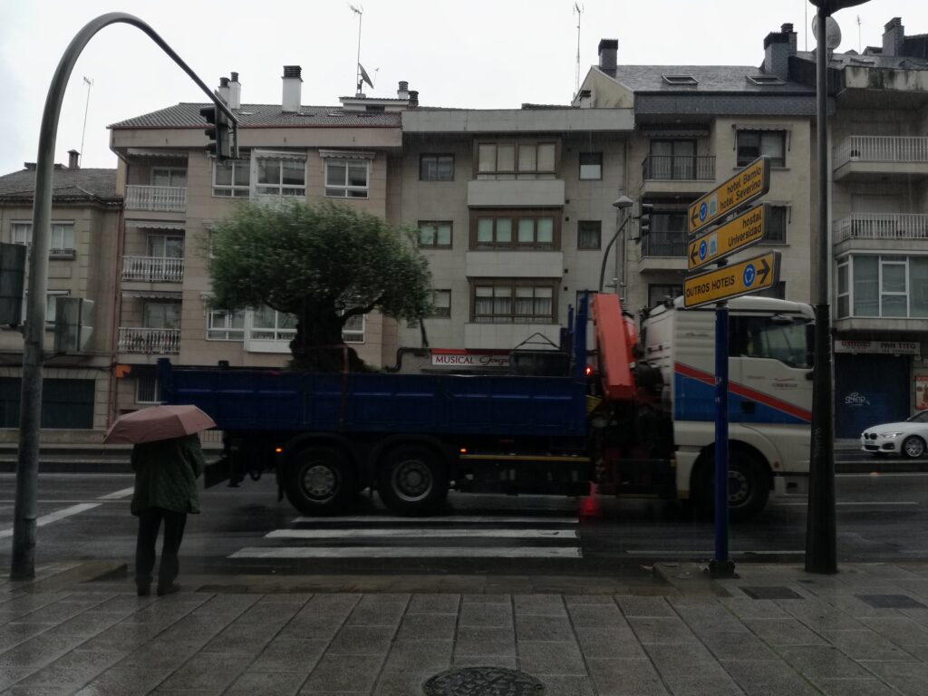 Camión transportando olivo por calle de Ourense